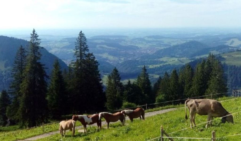 Oberlauchalpe - Oberstaufen - Allgäu