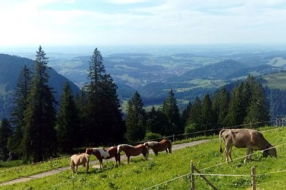 Oberlauchalpe - Oberstaufen - Allgäu