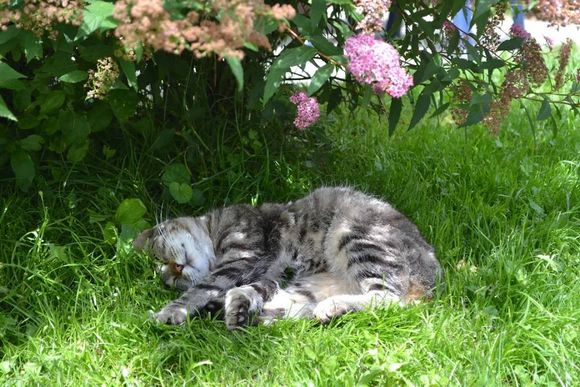 Ferienhaus Schafferhof - Mariahof - Urlaubsregion Murau-Murtal