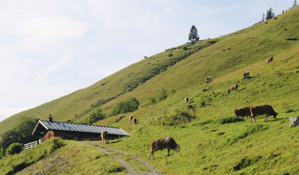Pöchtlkaser - Weißbach - Salzburger Saalachtal
