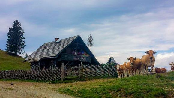 Hofbauer Alm - Breitenau am Hochlantsch - Hochsteiermark