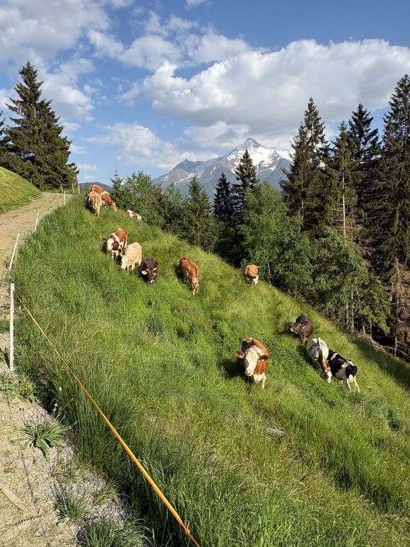 Schäferhütte - Hippach - Zillertal