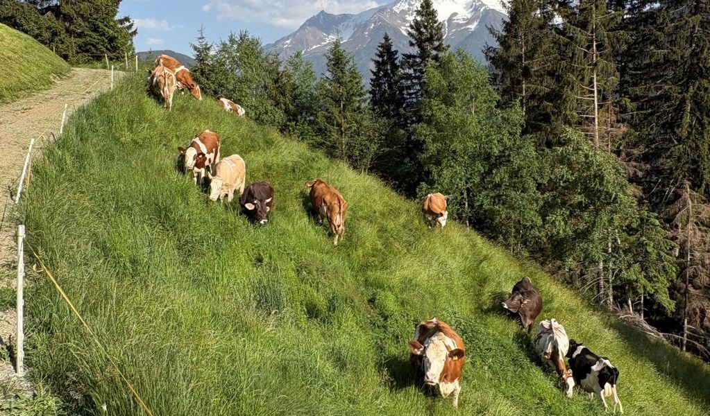 Schäferhütte - Hippach - Zillertal