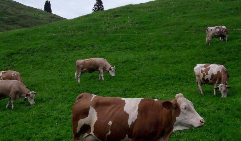 Achentalalm - Oberau - Wildschönau