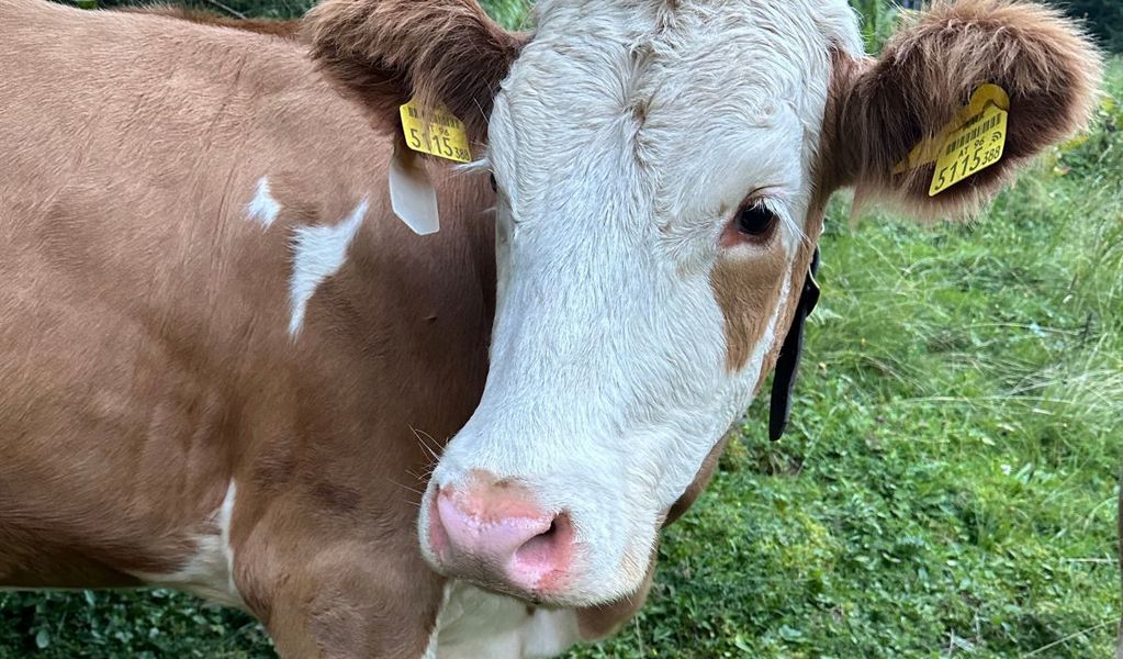 Edenbachalm - Grän - Tannheimer Tal