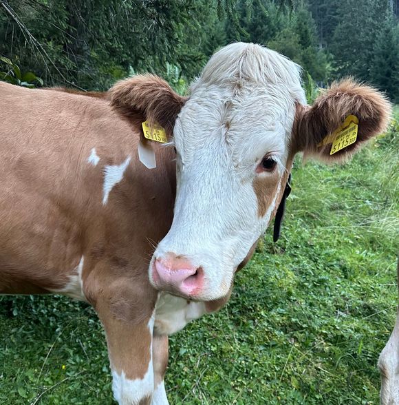 Edenbachalm - Grän - Tannheimer Tal