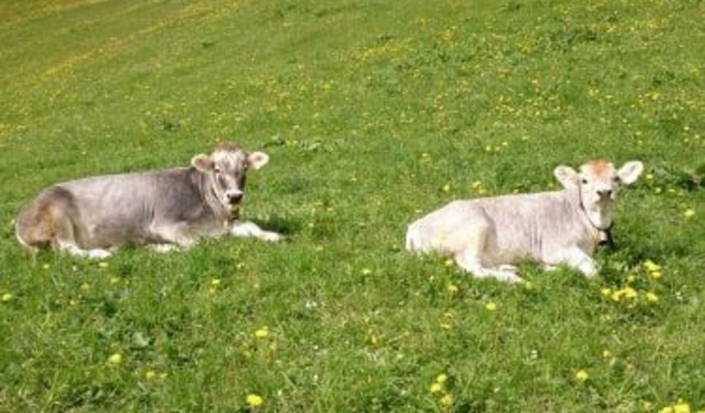 Lichtebenhütte - Hippach - Zillertal