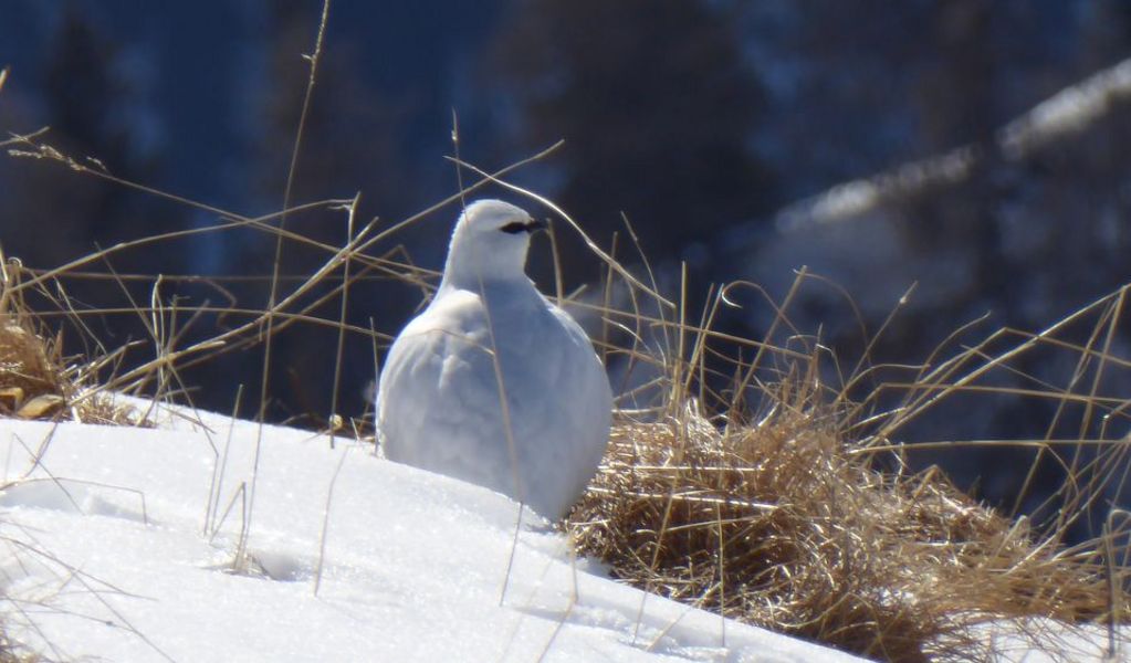Bernhardseck Hütte - Elbigenalp - Lechtal