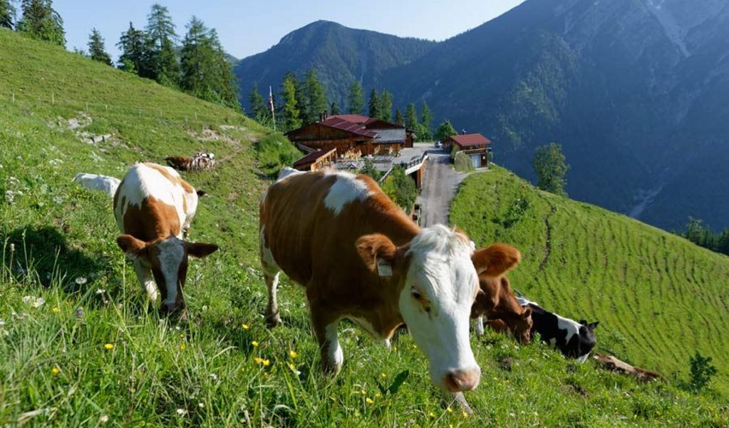 Jausenstation Feil-Alm - Achensee - Achensee