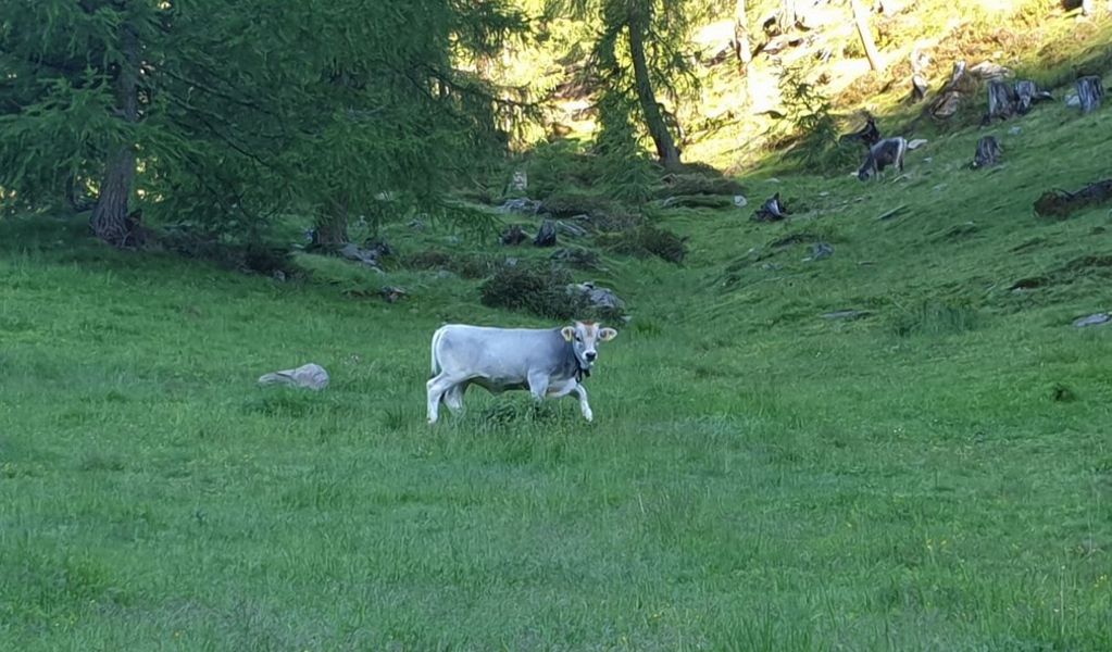 Almhütte Thaletalm - Innervillgraten - Osttirol