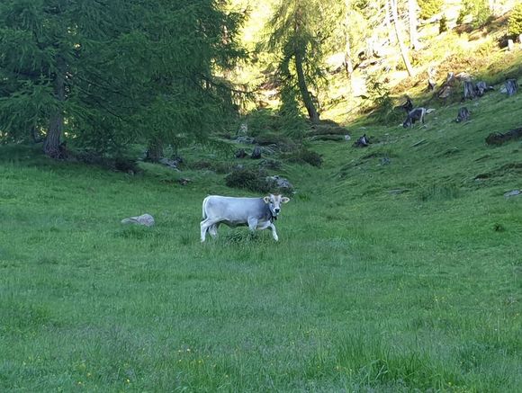 Almhütte Thaletalm - Innervillgraten - Osttirol