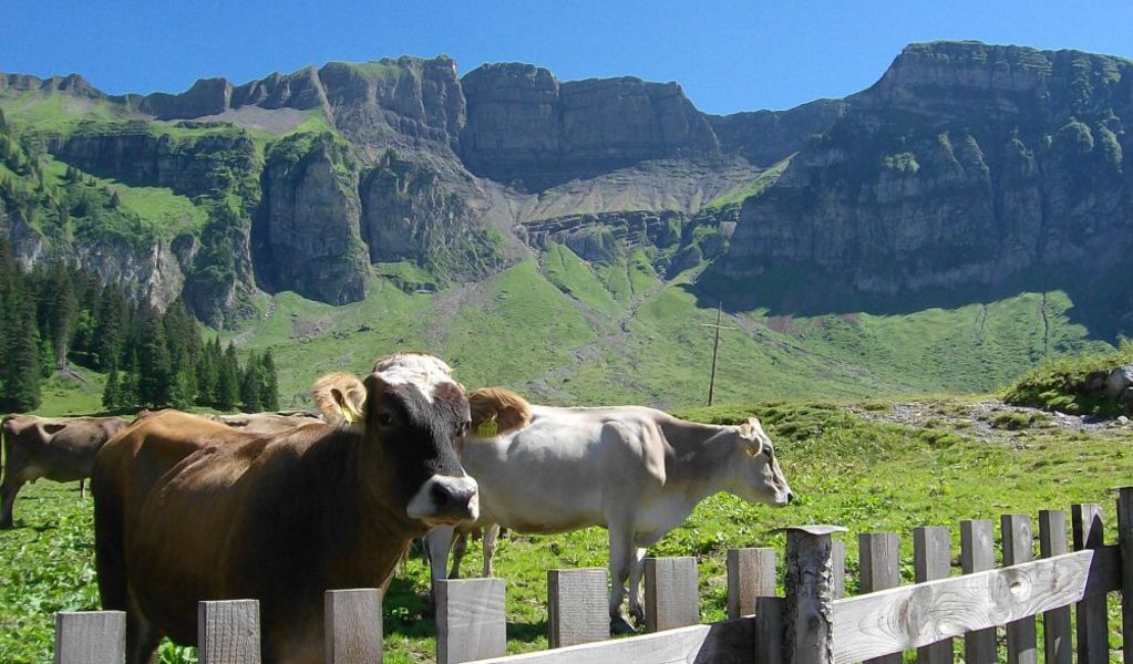 Lehner´s Gruppen - Ferienhäuser - Mellau - Bregenzerwald
