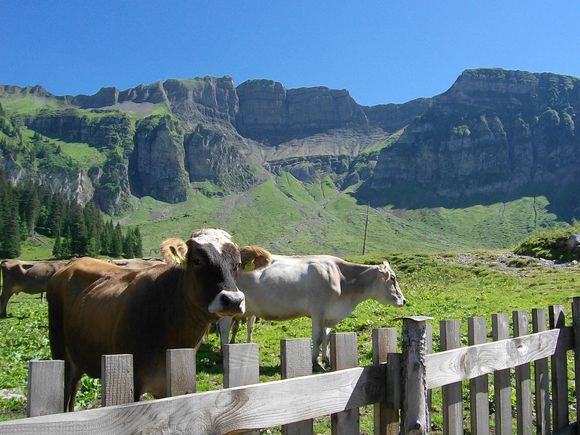 Lehner´s Gruppen - Ferienhäuser - Mellau - Bregenzerwald
