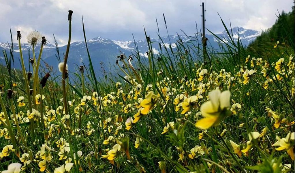 Almhütte Thaletalm - Innervillgraten - Osttirol
