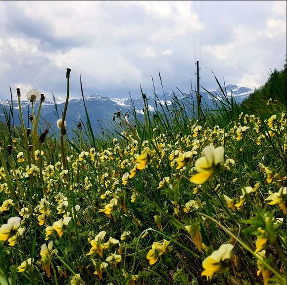 Almhütte Thaletalm - Innervillgraten - Osttirol