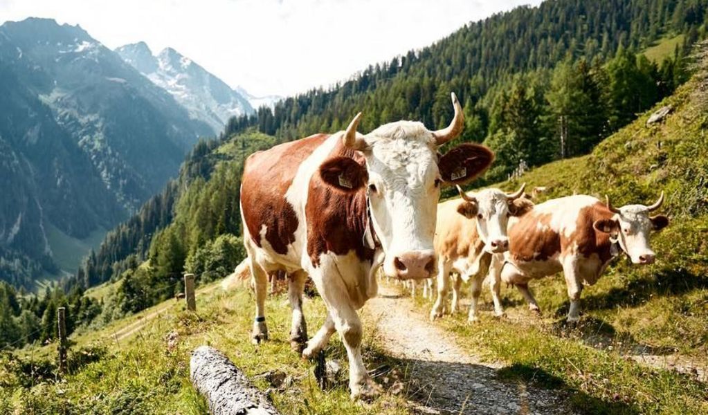 Jörgleralm - Gerlos - Zell-Gerlos - Zillertal Arena