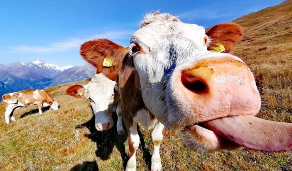 Ober Malig Kasa - Heiligenblut - Hohe Tauern - Die Nationalpark-Region