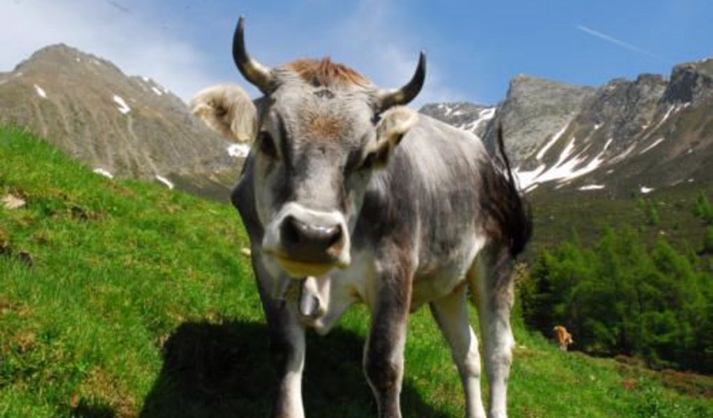 Mahdalm - Schenna - Meran und Umgebung