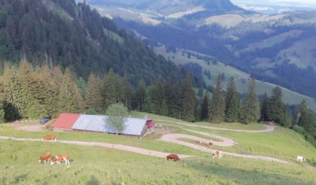 Oberlauchalpe - Oberstaufen - Allgäu
