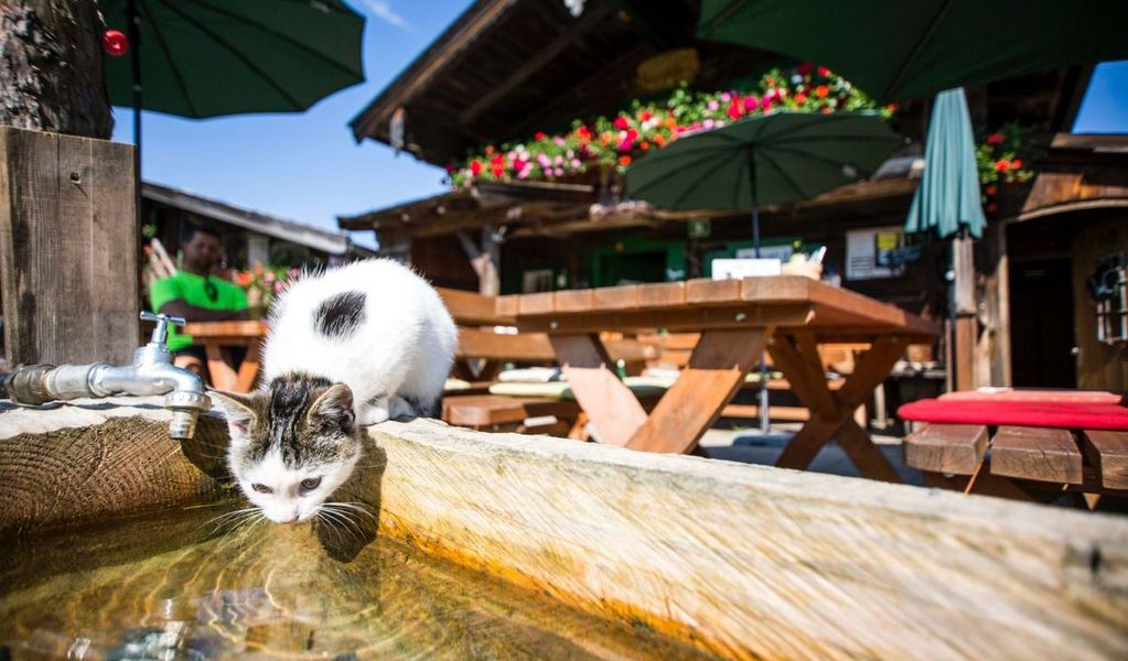 zur LINÄ - Stöfflhütte Walleralm - Scheffau - Wilder Kaiser