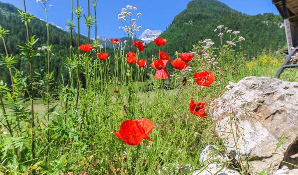 Frühstückspension Müllergut - St. Martin - Saalachtal