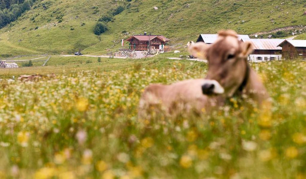 Jörgleralm - Gerlos - Zell-Gerlos - Zillertal Arena