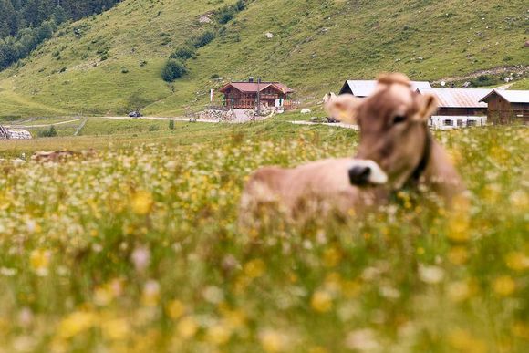 Jörgleralm - Gerlos - Zell-Gerlos - Zillertal Arena