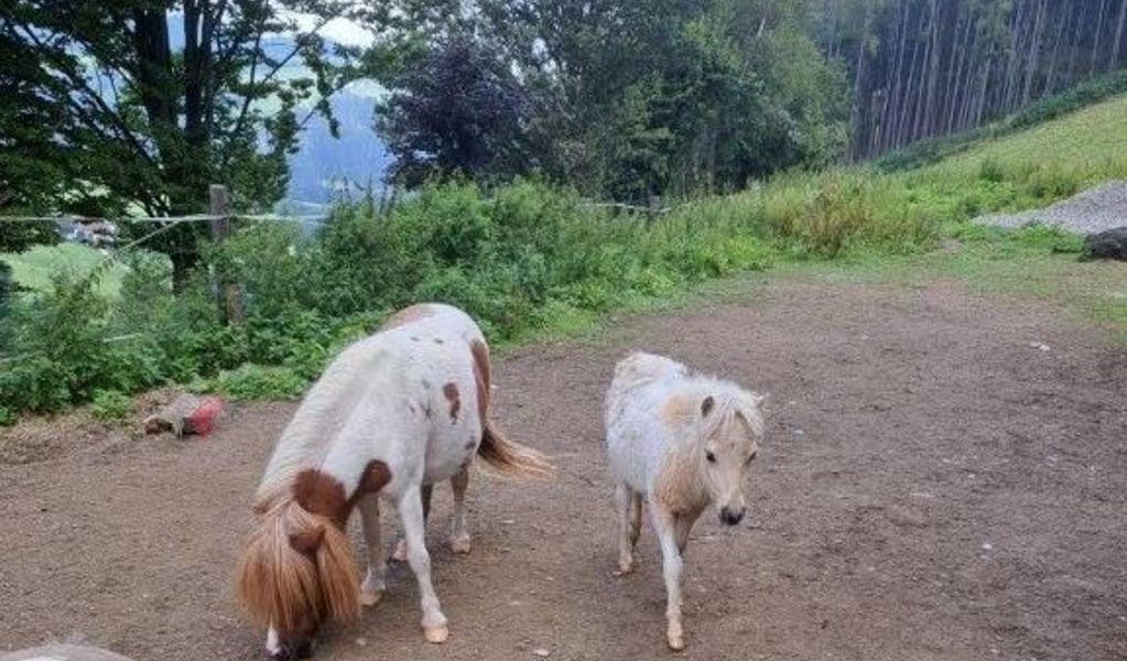 Haus Maria - Weißkirchen - Urlaubsregion Murau-Murtal