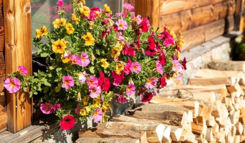 Hasenaualm - Saalbach - Saalbach Hinterglemm