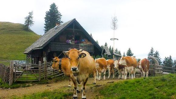 Hofbauer Alm - Breitenau am Hochlantsch - Hochsteiermark