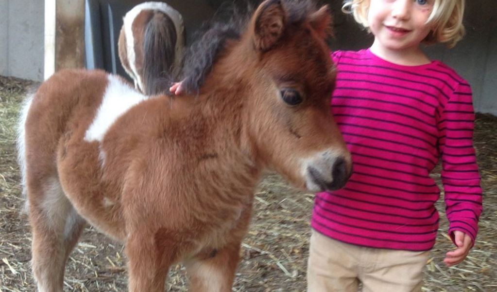 Ferienhaus Ramsau - Simonbauerhof - Ramsau am Dachstein - Schladming-Dachstein