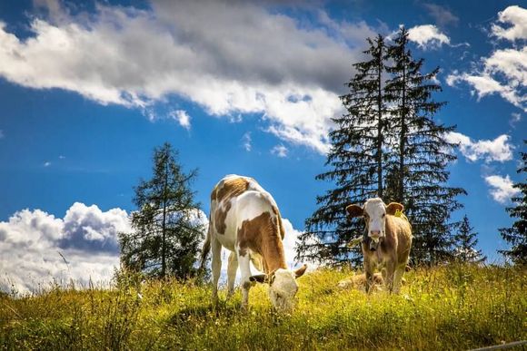 Obersteffengut - Wagrain - Salzburger Sportwelt