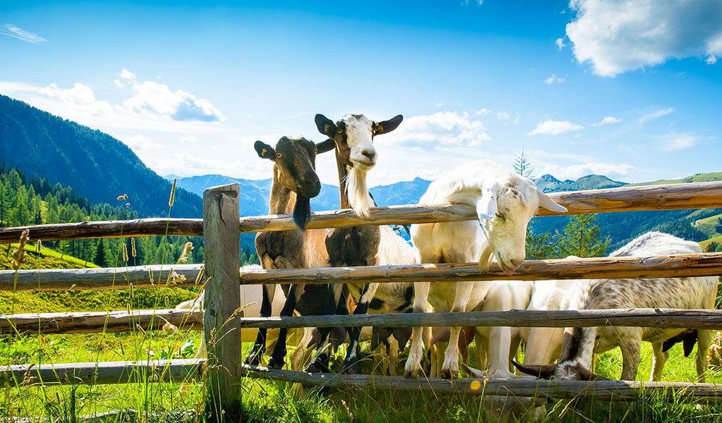 Loosbühelalm - Großarl - Großarltal