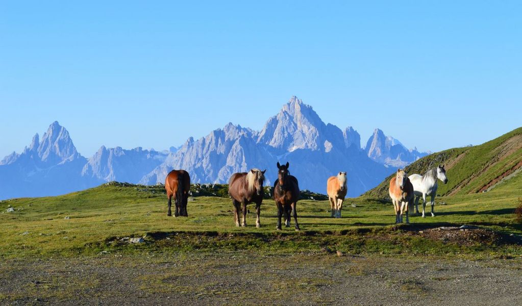 Die Marchhütte - Sand in Taufers - Ahrntal