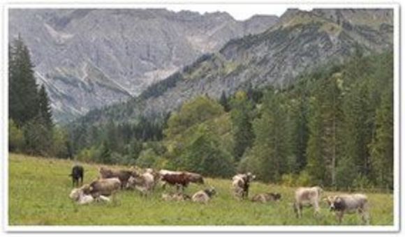 Alpe Mitterhaus - Vorderhindelang - Allgäu