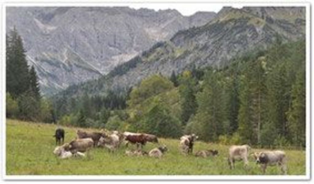 Alpe Mitterhaus - Vorderhindelang - Allgäu