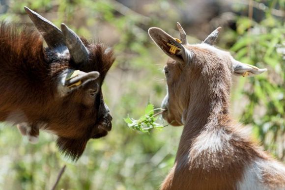 Alpengasthof Gaislach Alm - Sölden - Ötztal