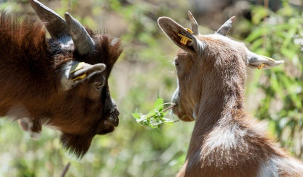 Alpengasthof Gaislach Alm - Sölden - Ötztal