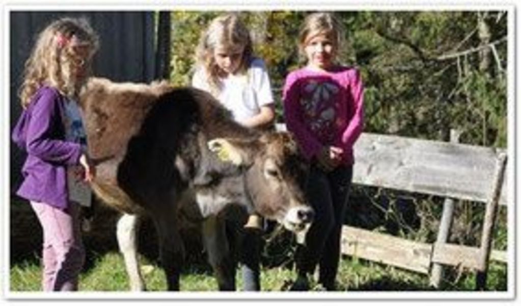 Alpe Mitterhaus - Vorderhindelang - Allgäu