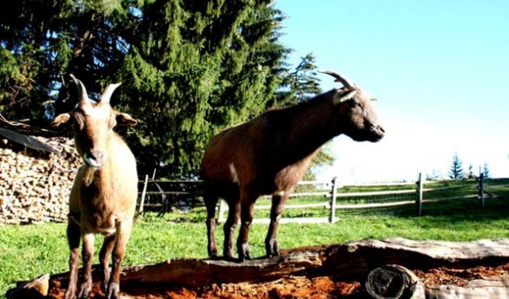 Schutzhaus Eibl Teichhütte - Türnitz - Mostviertel