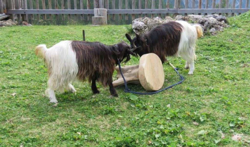 Scharfetthütte - Flachau - Salzburger Sportwelt