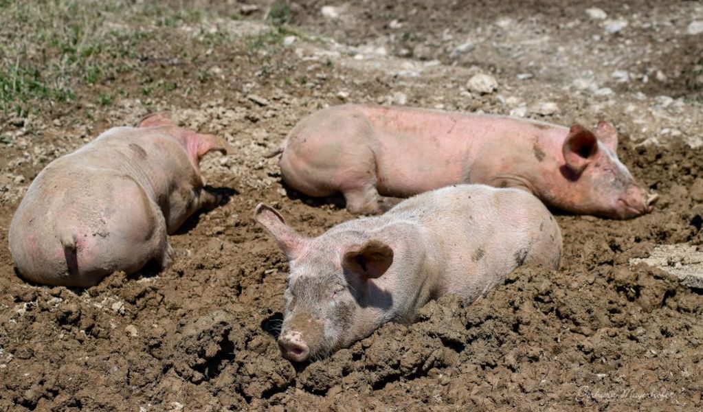 Haibenalm - St. Johann im Pongau - Salzburger Sportwelt