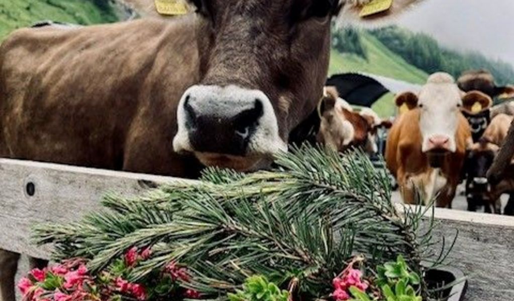 Alpe Kaisers - Kaisers - Lechtal