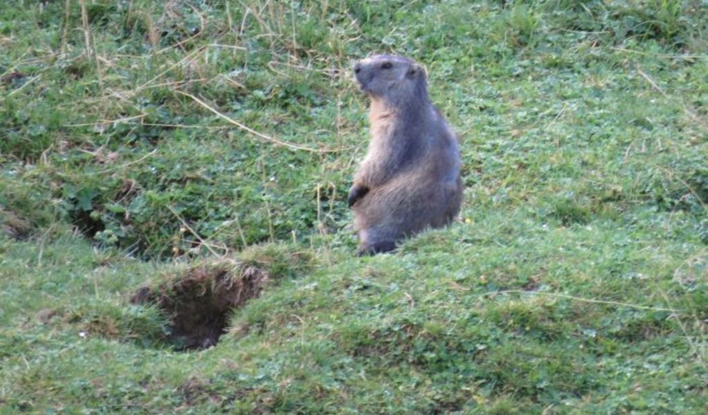 Scharfetthütte - Flachau - Salzburger Sportwelt