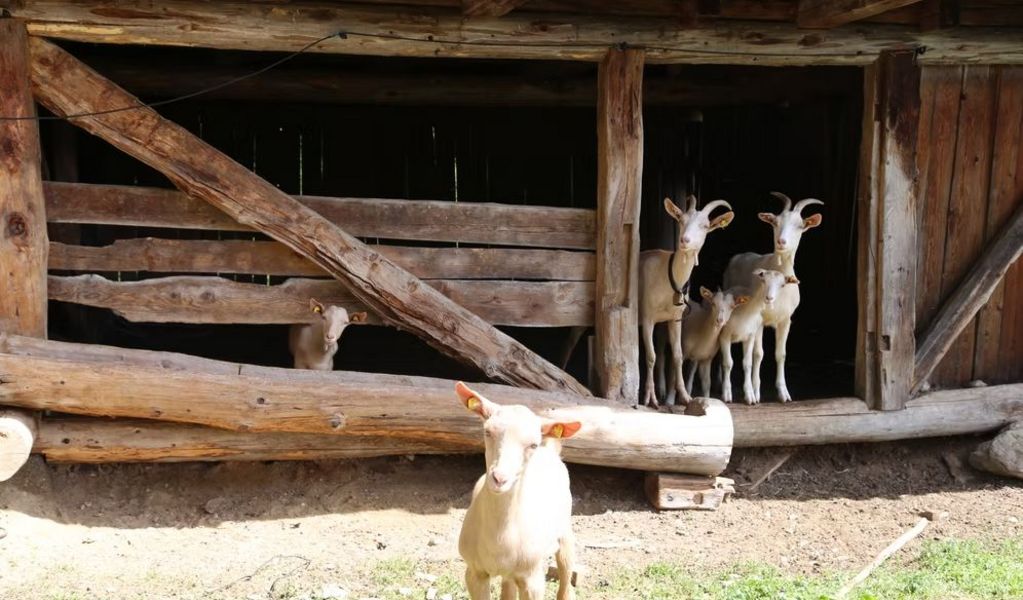 Almhütte Schmidin - Anras - Osttirol