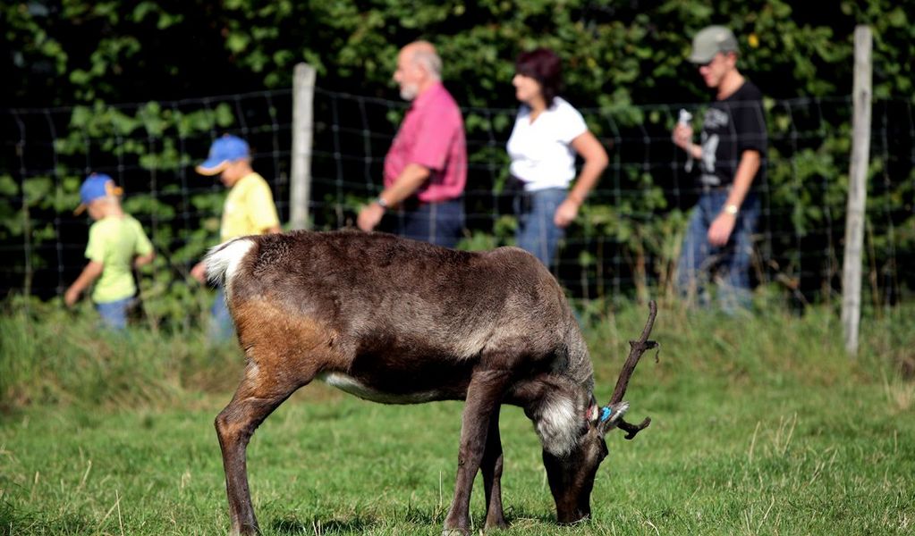 Hüttenurlaub im Hirschalmdorf - Unterweißenbach - Mühlviertler Alm
