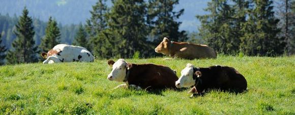 Leadner Alm - Vöran - Meran und Umgebung