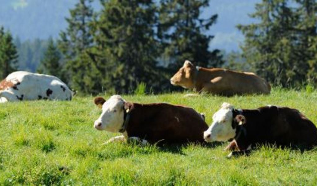 Leadner Alm - Vöran - Meran und Umgebung