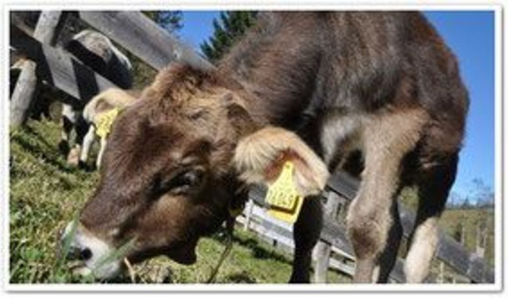 Alpe Mitterhaus - Vorderhindelang - Allgäu