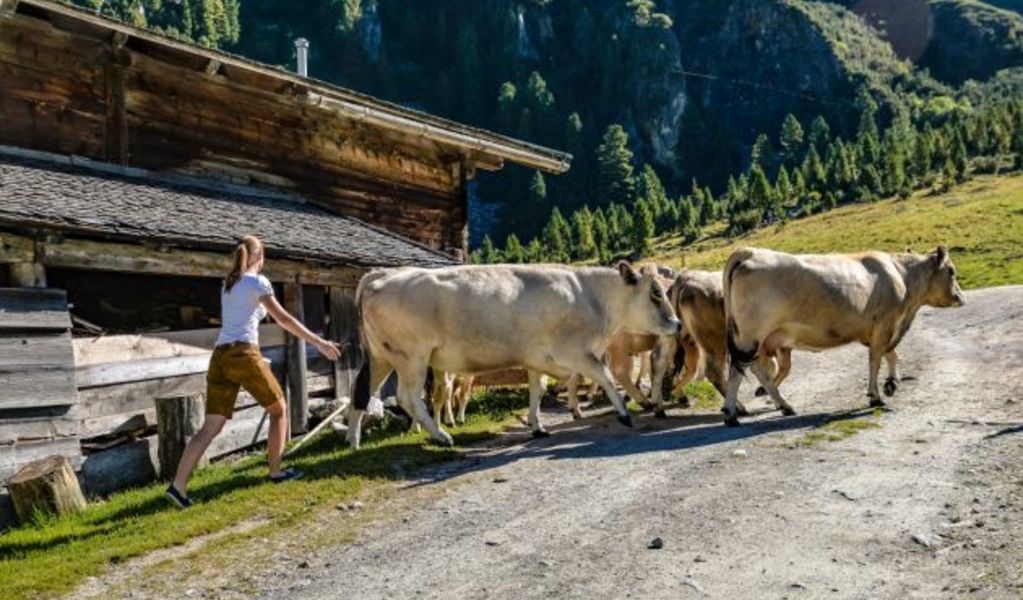 Hölzlahneralm - Krimml - Nationalpark Hohe Tauern
